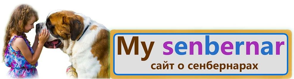 My senbernar